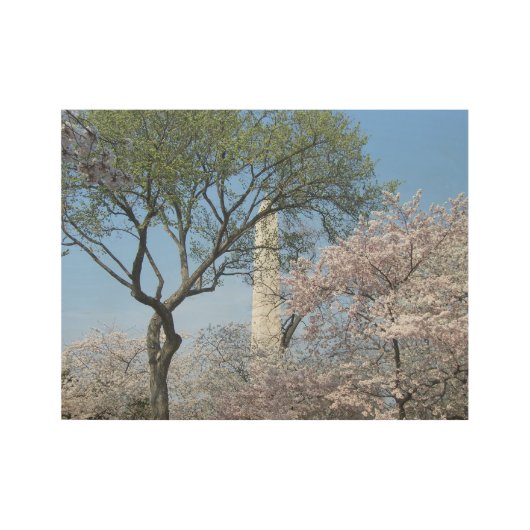 Kirschblüten und das Washington Monument in DC Holzposter (Vorderseite)