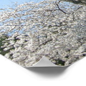 Kirschblüten und das Washington Monument in DC Poster (Ecke)