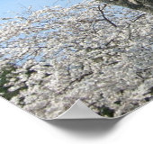 Kirschblüten und das Washington Monument in DC Poster (Ecke)