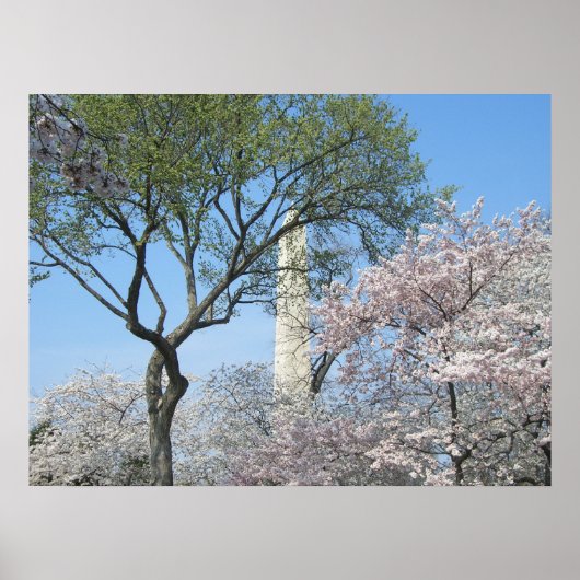 Kirschblüten und das Washington Monument in DC Poster (Vorne)
