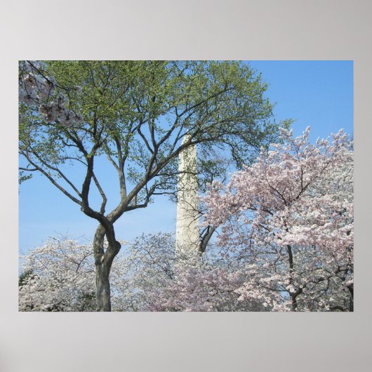 Kirschblüten und das Washington Monument in DC Poster (Vorne)