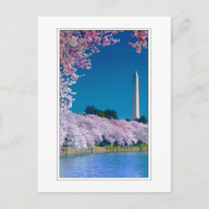 Kirschblüten und das Washington Monument Postkarte