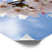 Kirschblüten und hellblauer Himmel Fotodruck (Ecke)