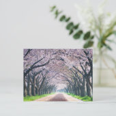 Kirschblüten-Weg Postkarte (Stehend Vorderseite)