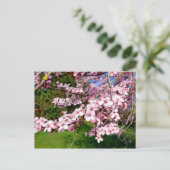 Kirschblütenbaum im Park Postkarte (Stehend Vorderseite)