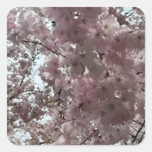Kirschblütenblüte Quadratischer Aufkleber (Vorderseite)