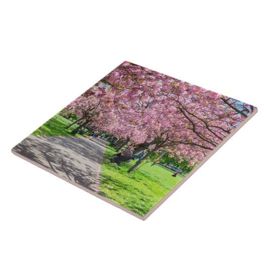 Kirschblütenfliese Fliese (Seite)