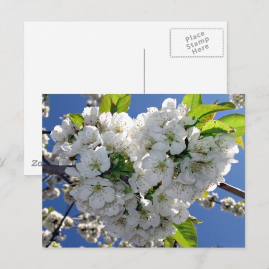 Kirschblütenherz Postkarte (Vorne/Hinten)