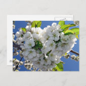 Kirschblütenherz Postkarte (Vorne/Hinten)