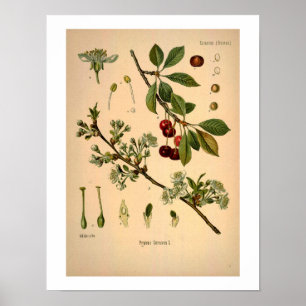 Kirschbotanischer Druck Poster