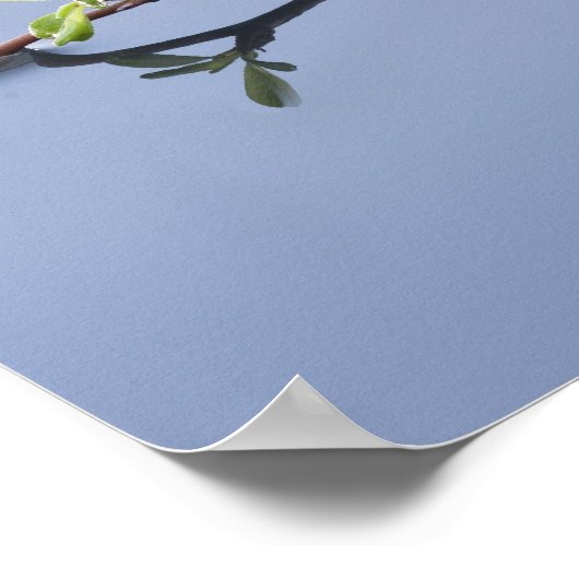 Kirsche blüht im Wasser Poster (Ecke)