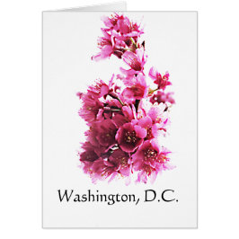 Kirsche blüht in Washington, D.C.