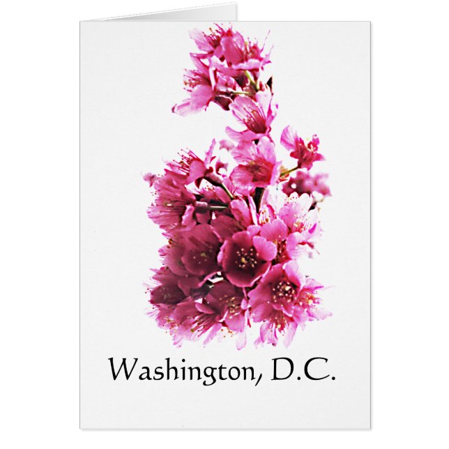 Kirsche blüht in Washington, D.C. (Vorne)