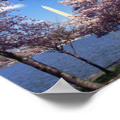 Kirsche blüht in Washington D.C. Poster (Ecke)