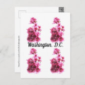 Kirsche blüht in Washington, D.C. Postkarte (Vorne/Hinten)