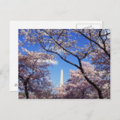 Kirsche blüht in Washington D.C. Postkarte (Vorne/Hinten)