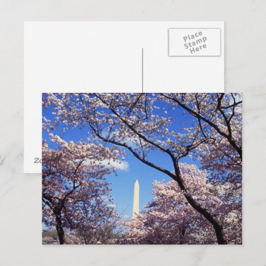 Kirsche blüht in Washington D.C. Postkarte (Vorne/Hinten)