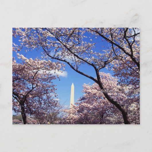 Kirsche blüht in Washington D.C. Postkarte (Vorderseite)