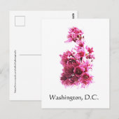 Kirsche blüht in Washington, D.C. Postkarte (Vorne/Hinten)