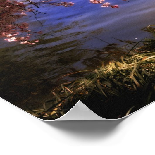 Kirsche blüht über einen Teich Poster (Ecke)