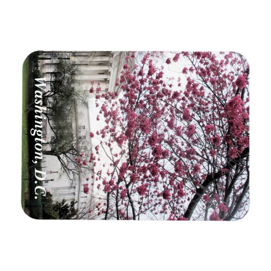 Kirsche blüht. Washington, D.C. Magnet (Horizontal)