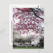 Kirsche blüht. Washington, D.C. Postkarte (Vorne/Hinten)