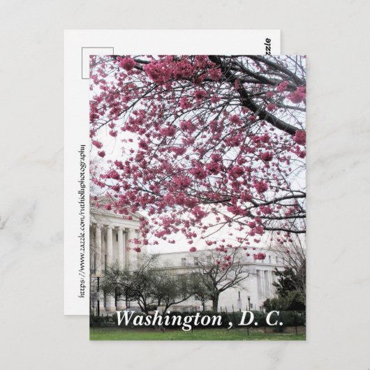 Kirsche blüht. Washington, D.C. Postkarte (Vorne/Hinten)