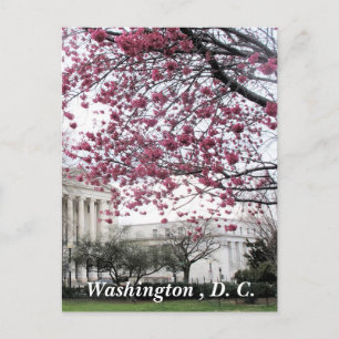 Kirsche blüht. Washington, D.C. Postkarte