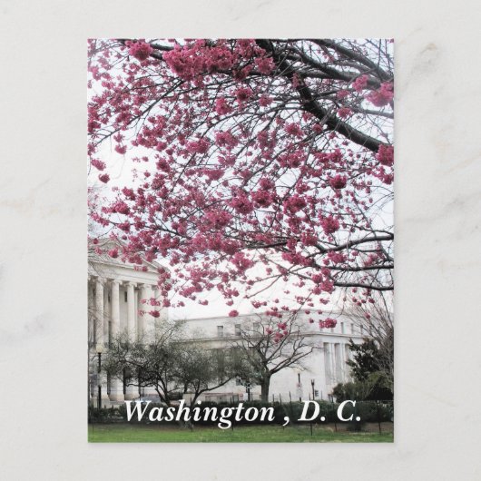 Kirsche blüht. Washington, D.C. Postkarte (Vorderseite)
