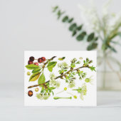 Kirsche Postkarte (Stehend Vorderseite)