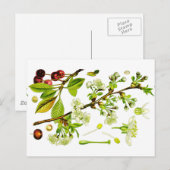 Kirsche Postkarte (Vorne/Hinten)