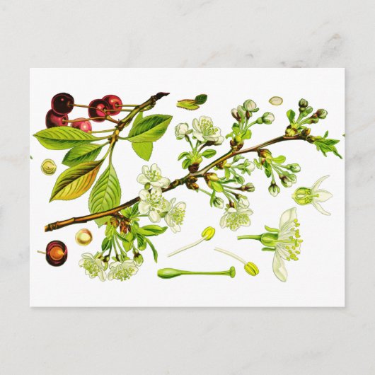 Kirsche Postkarte (Vorderseite)