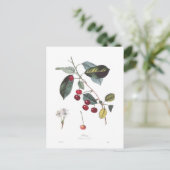Kirsche (Prunus cerasus) Postkarte (Stehend Vorderseite)