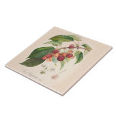 Kirschen 6 x 6 Zoll Keramik-Fliesen-Küchen-Dekor Fliese (Seite)