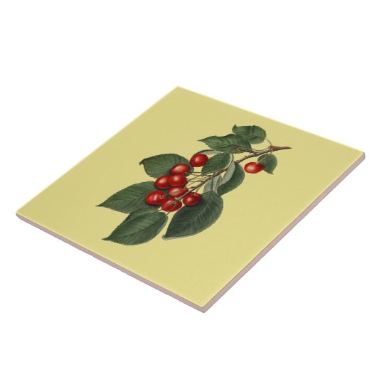 Kirschen ~ Botanische Tile ~ Küche ~ Farbe ~ Fliese (Seite)