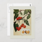 Kirschen Postkarte (Vorne/Hinten)
