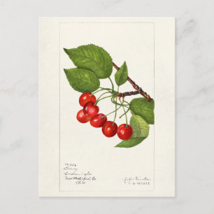 Kirschen (Prunus Avium) Frucht Aquarellmalerei Postkarte