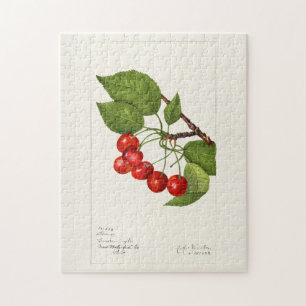 Kirschen (Prunus Avium) Frucht Aquarellmalerei Puzzle