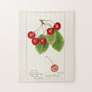 Kirschen (Prunus Avium) Frucht Aquarellmalerei Puzzle