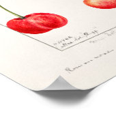 Kirschen (Prunus Avium) Fruchtfarben Poster (Ecke)