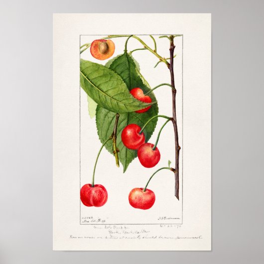 Kirschen (Prunus Avium) Fruchtfarben Poster (Vorne)