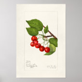 Kirschen (Prunus Avium) Fruchtfarben Poster (Vorne)