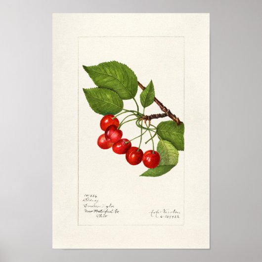 Kirschen (Prunus Avium) Fruchtfarben Poster (Vorne)