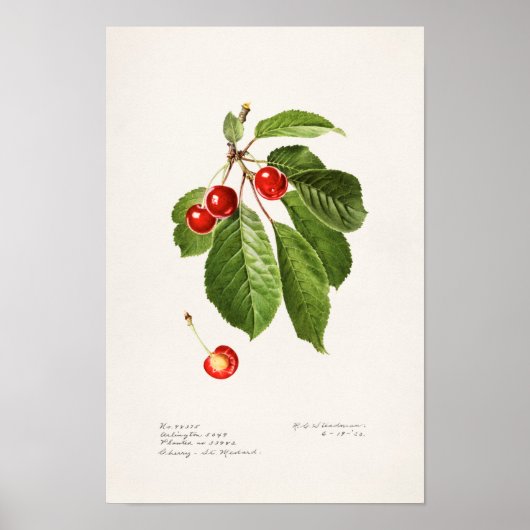 Kirschen (Prunus Avium) Fruchtfarben Poster (Vorne)