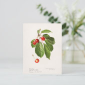 Kirschen (Prunus Avium) Fruchtfarben Postkarte (Stehend Vorderseite)