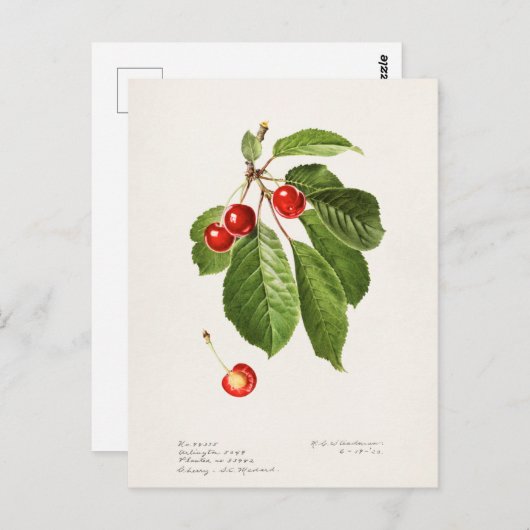 Kirschen (Prunus Avium) Fruchtfarben Postkarte (Vorne/Hinten)