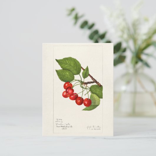 Kirschen (Prunus Avium) Fruchtfarben Postkarte (Stehend Vorderseite)