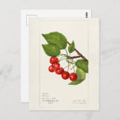 Kirschen (Prunus Avium) Fruchtfarben Postkarte (Vorne/Hinten)