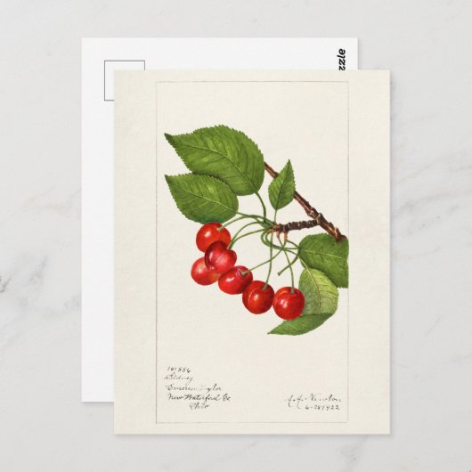 Kirschen (Prunus Avium) Fruchtfarben Postkarte (Vorne/Hinten)