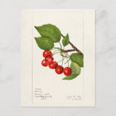 Kirschen (Prunus Avium) Fruchtfarben Postkarte (Vorderseite)